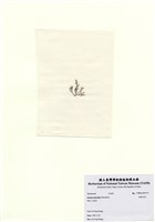 藏品(長枝沙菜)的圖片